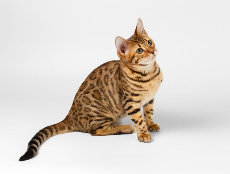 jeune chat bengale assis sur fond blanc